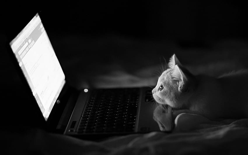 Laptop with Cat (Page 1), Cat Face HD wallpaper | Pxfuel