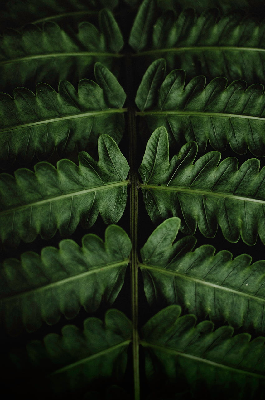 folhas, macro, samambaia, close-up Papel de parede de celular HD
