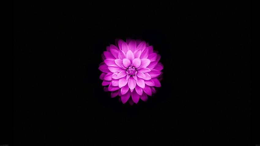 Flowers, Black, Simple Background, Simple, Nature / and Mobile ...