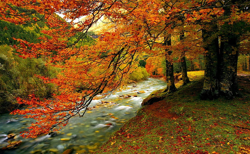 Lasowa zatoczka jesienią, rzeka, kolorowa, zatoczka, ładna, brzeg, drzewa, jesień, upadek, piękna, spadająca, ładna, czerwona, gałęzie, natura, śliczna, las, liście, strumień Tapeta HD
