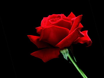 Red single rose flowers HD wallpapers