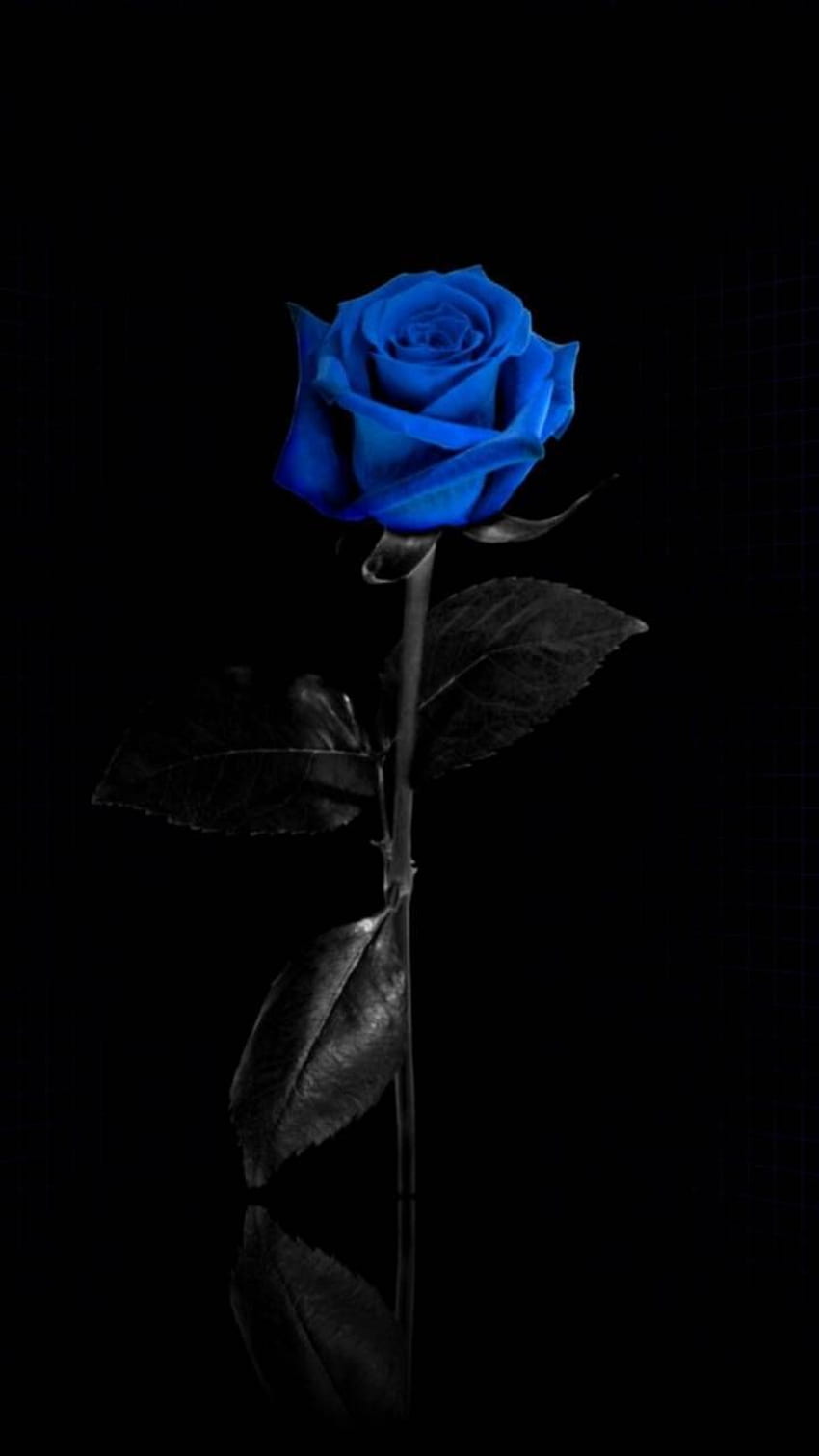 Blue rose tattoo by Lehel Nyeste  Post 12809