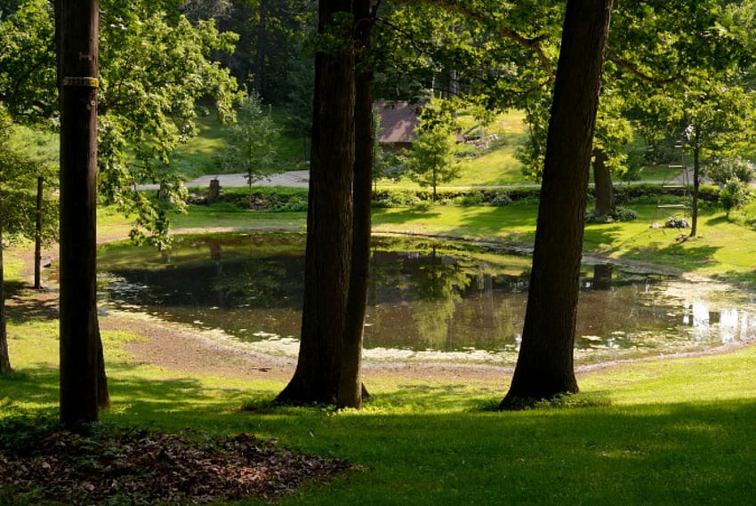 뒷길 연못, 뒤뜰, 경치 좋은 연못, 여름 연못, 고요한 연못, 뒷길 HD 월페이퍼