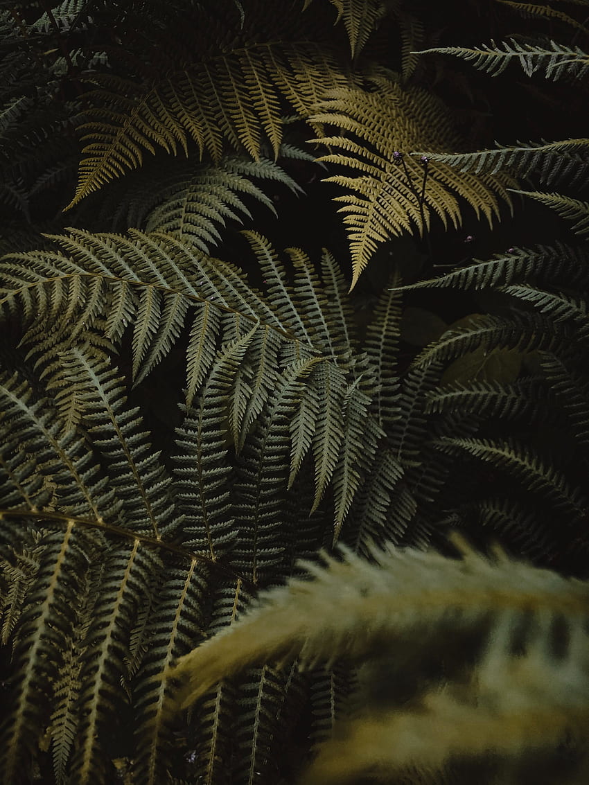 Grüne Pflanzen, Farnblätter, schön HD-Handy-Hintergrundbild