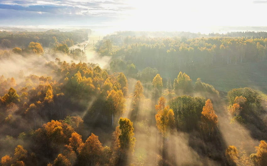 Misty Forest, floresta, névoa, aérea, outono, Letónia, raios solares papel de parede HD