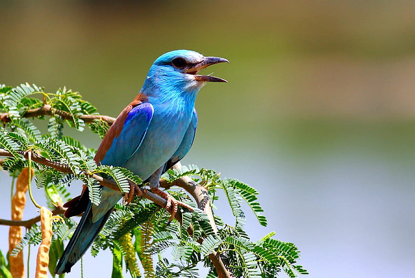 Śpiewający ptak, fajny, śpiewający ptak Tapeta HD