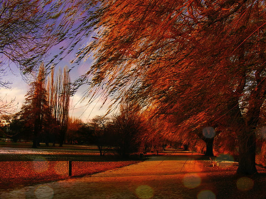 Magische Herbstträume, magisch, Bäume, Herbst, Straße, verträumt HD-Hintergrundbild