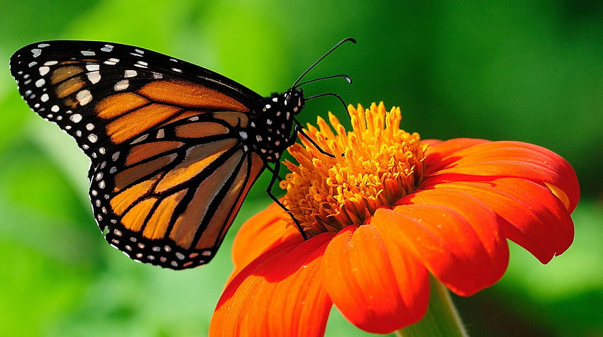 Monarch Butterfly F1C, zwierzę, grafika, Monarch, kwiatowy, szeroki ekran, dzika przyroda, motyl, kwiat Tapeta HD