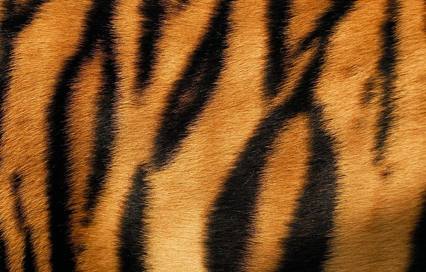 虎, 皮膚, 毛皮, テクスチャ, 動物, 毛皮, セクション текстуры 高画質の壁紙