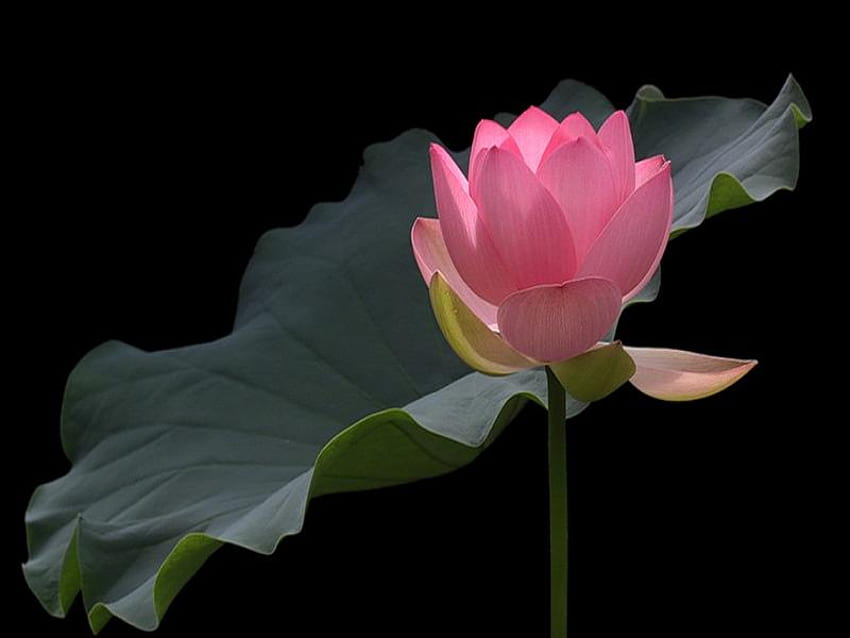 Just beginning to Open, pink, pretty, petals, water lily, green, leaf HD wallpaper