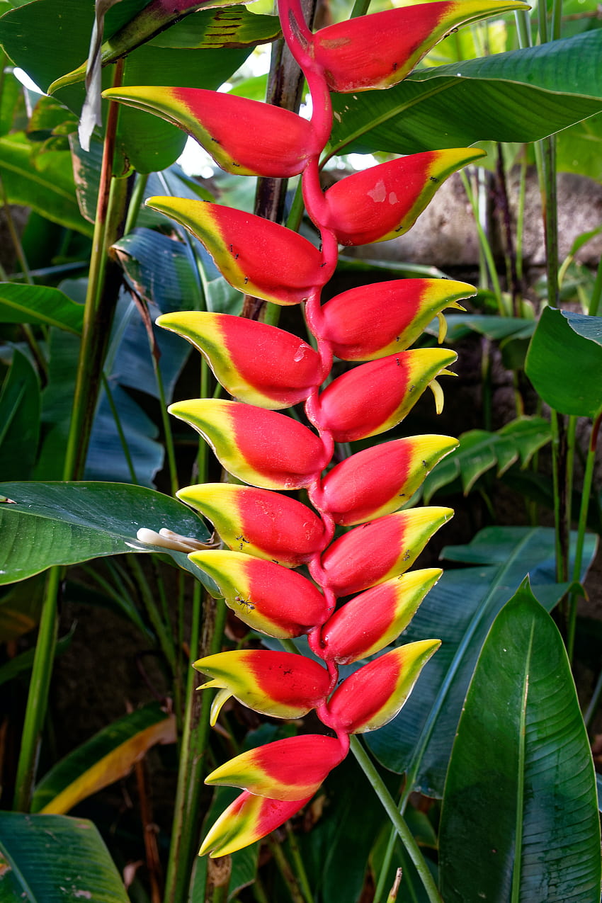 stock of beautiful flowers, flowers, heliconia HD phone wallpaper