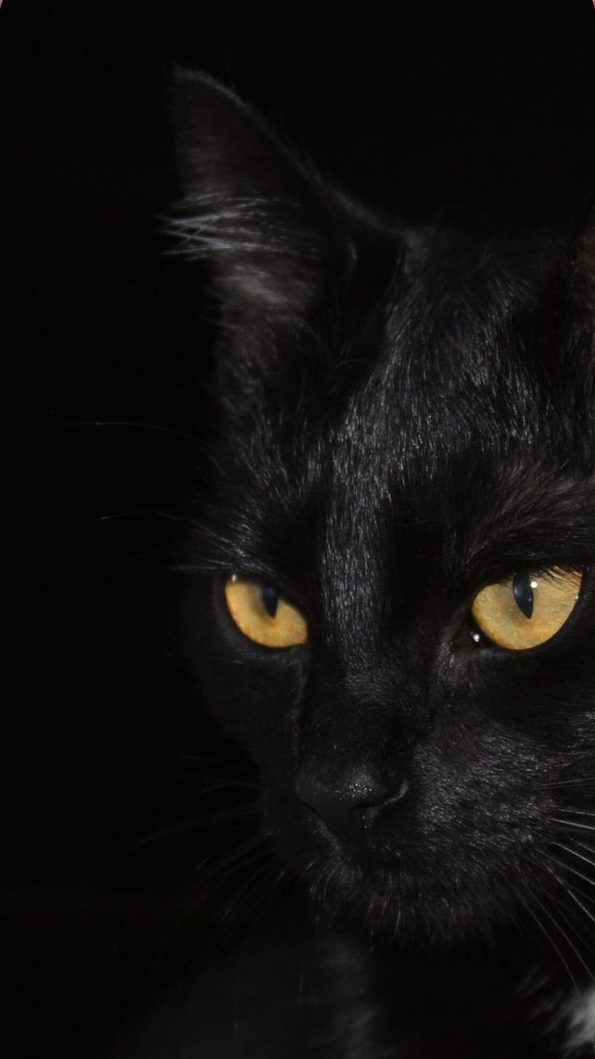 귀여운 검은 고양이 예술, , 놀라운 일, , 할로윈, 이름, 그래픽 및 따옴표. 귀여운 고양이, 검은 고양이 미학, 고양이 미학, 아름다운 검은 고양이 HD 전화 배경 화면