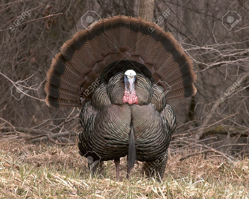 Wild Turkey, Big Turkey HD wallpaper