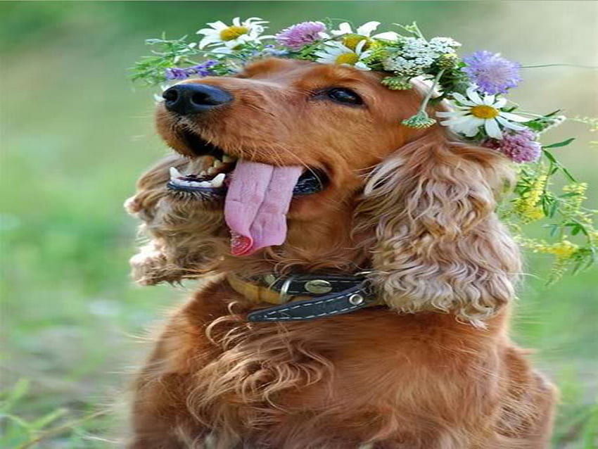 dog, cute, funny, tongue, wreath HD wallpaper