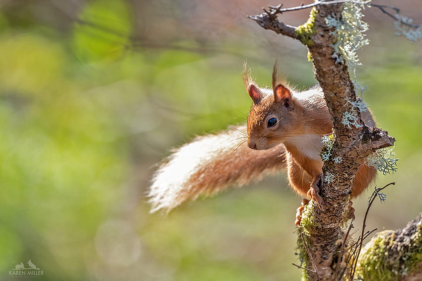My Red Squirrel Family – Karen Miller's Wildlife graphy blog HD wallpaper