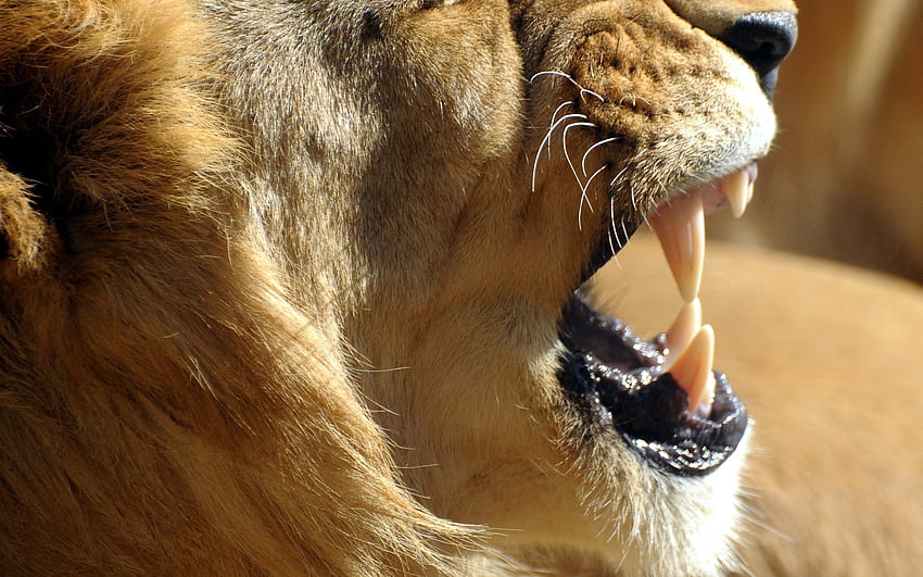 Animals, Aggression, Lion, Fangs, Wool HD wallpaper