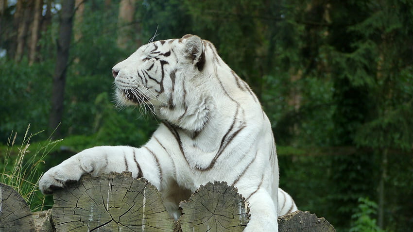 white tiger, bengal tiger, predator 16:9 background HD wallpaper
