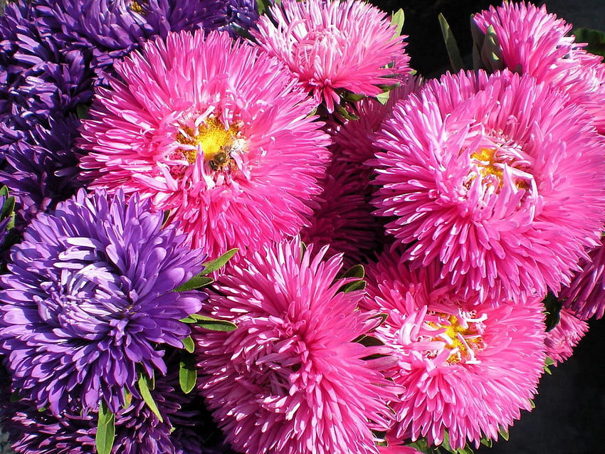 꽃, 밝은, 근접, 꽃다발, Asters HD 월페이퍼