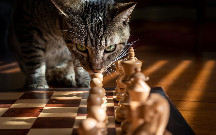 cat and chess, wooden chess pieces, chess game, gray cat, chess, cat with green eyes HD wallpaper