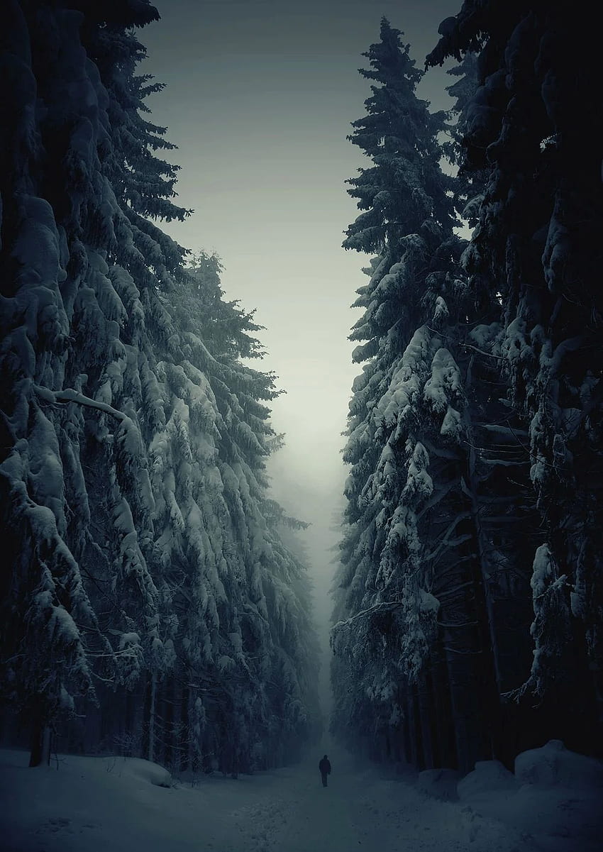 телефон . Зимен пейзаж, пейзаж, зимна гора HD тапет за телефон