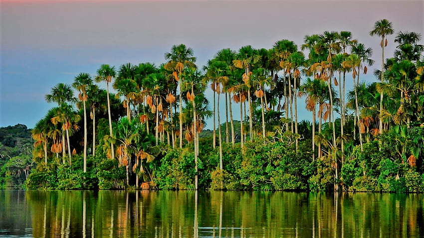 Sandoval lake, Peru, Amazon rainforest, palm trees, lake HD wallpaper ...