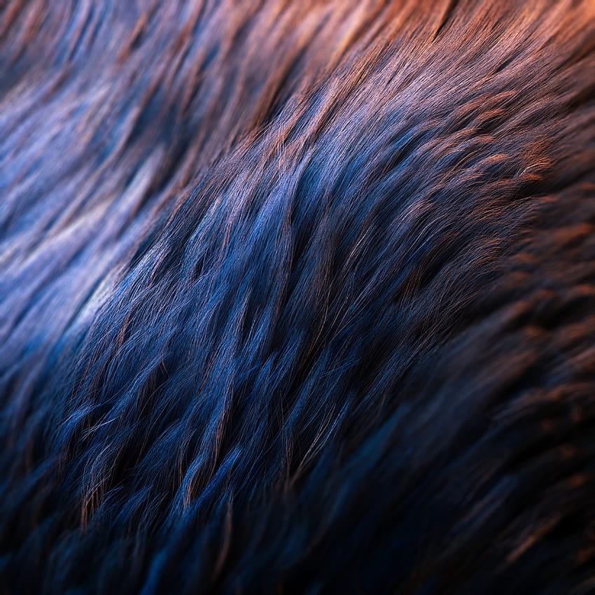 Wolle, Fell, Textur, Oberfläche HD-Handy-Hintergrundbild