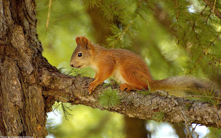 Animals, Squirrel, Pine, Summer, Wood, Tree, Hunting, Hunt HD wallpaper