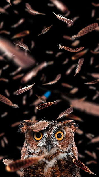 Owl Wallpaper 4K Night Wildlife Black background 2967