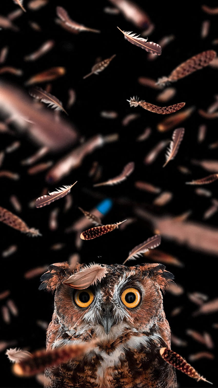 Owl - - Curious Owl,, Cool Owl วอลล์เปเปอร์โทรศัพท์ HD