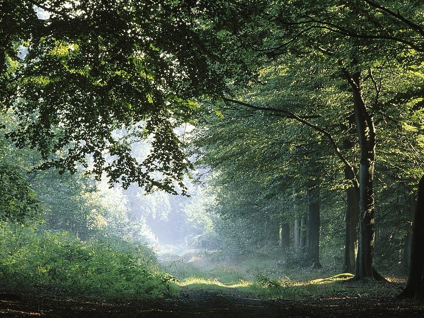 Forêt, brouillard, nature, arbre Fond d'écran HD