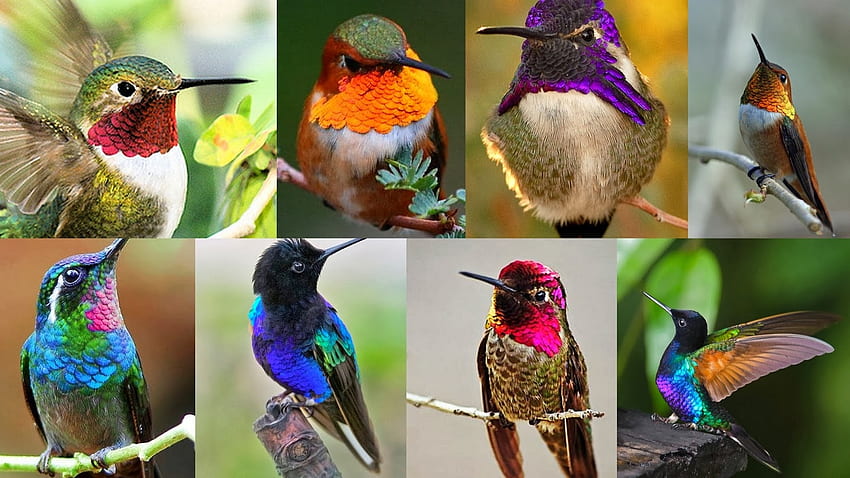 Kolibri-Collage, Flügel, Fliege, Federn, Vogel HD-Hintergrundbild