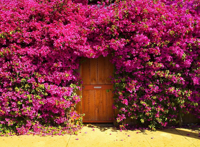 Piękne drzwi, brama, piękne, ładne, drzwi, ładne, świeżość, natura, kwiaty, urocze Tapeta HD