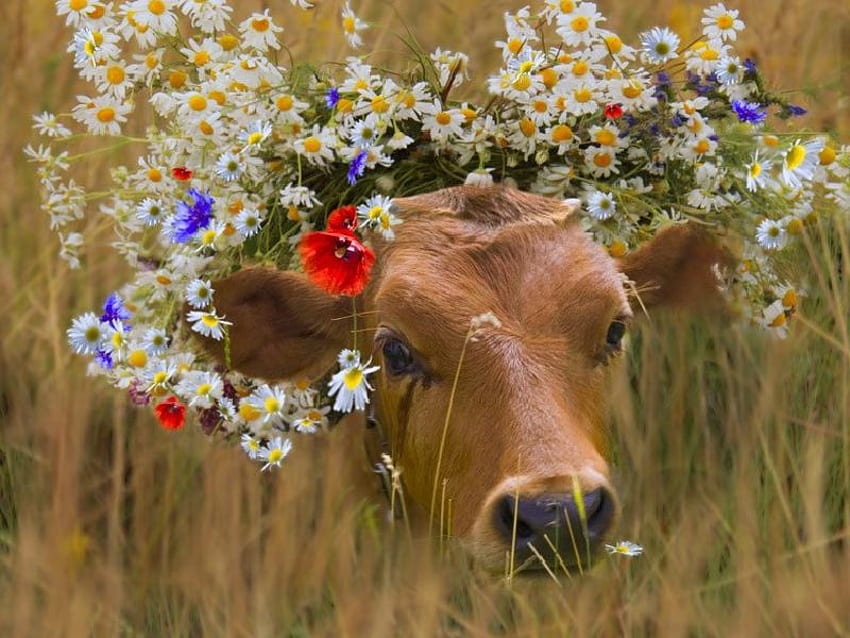 All Dressed Up, sweet, calf, brown, flowers, grass, daisies HD wallpaper