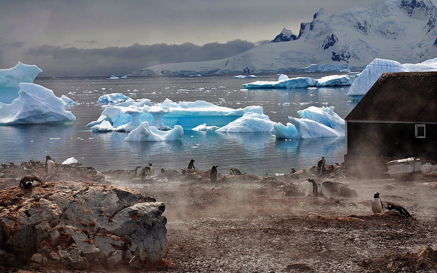 ธรรมชาติ, Pinguins, ภูเขาน้ำแข็ง, ชายฝั่ง, ธนาคาร, หมอก, บ้านหลังเล็ก, บ้านพัก, ก้อน, แอนตาร์กติกา, บล็อก วอลล์เปเปอร์ HD
