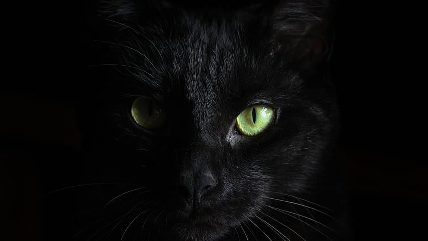 Черна котка Зелени очи Резолюция 1440P, , Фон и, 2560X1440 Котка HD тапет