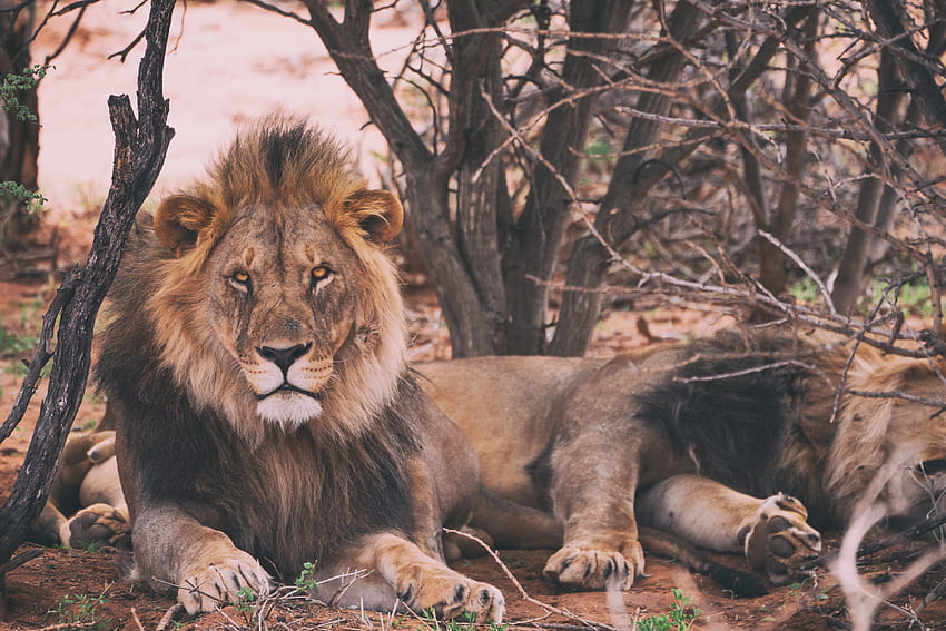 Animali, bugie, leone, predatore, re degli animali, re degli animali Sfondo HD