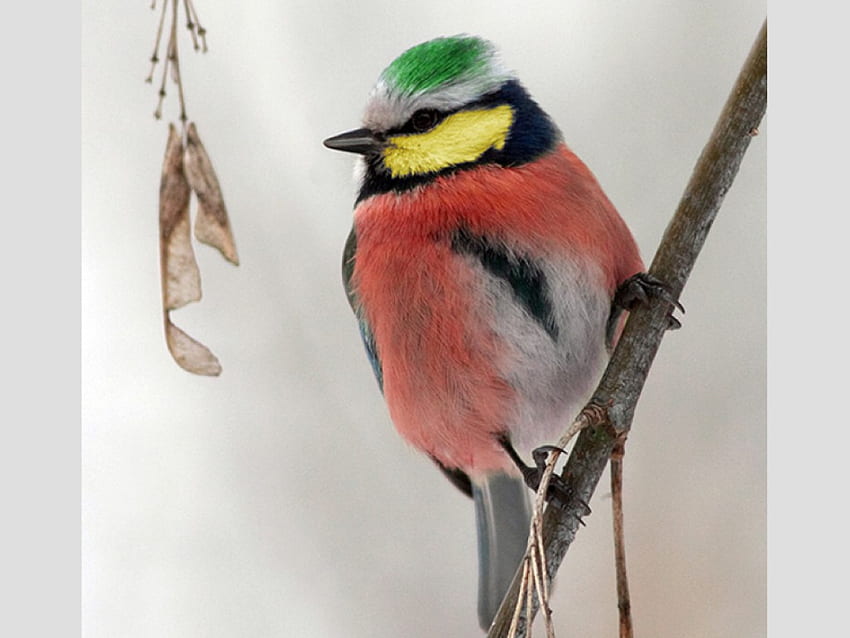 Colorful Bird, colorful, beautiful, bird HD wallpaper