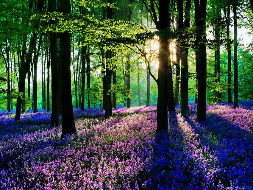 Foreste: Mattina di primavera Fiori Sole raggio di luce Luce solare pacifica Sfondo HD