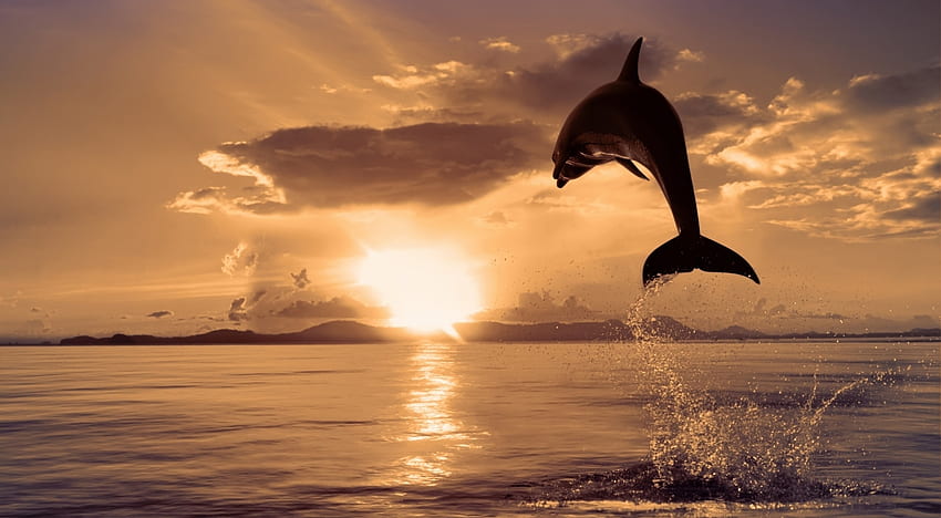 Jumping Dolphin, clouds, sky, nature, dolphin, sun, beauty, ocean HD wallpaper