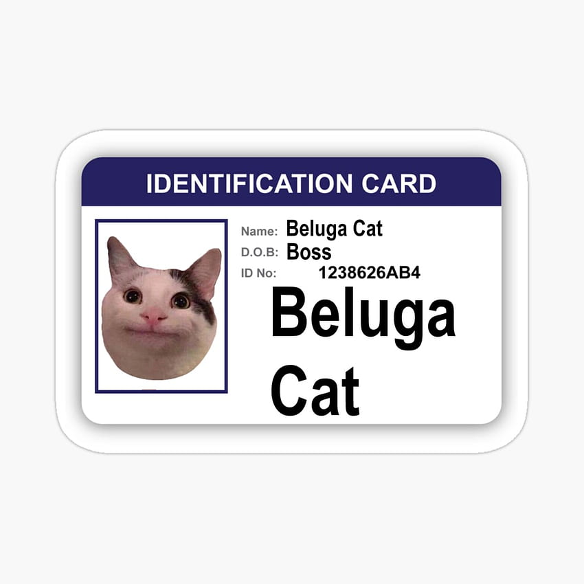 Beluga Cat Hecker Photographic Prints for Sale  Redbubble