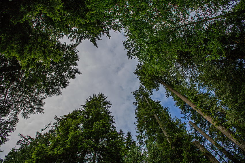 Nature, Trees, Sky, Forest, Bottom View HD wallpaper