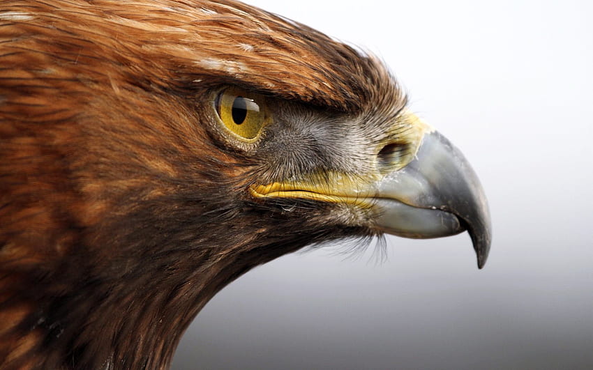 Golden Eagle Background. Eagle , Types of eagles, Eagle, Brown Eagle HD wallpaper