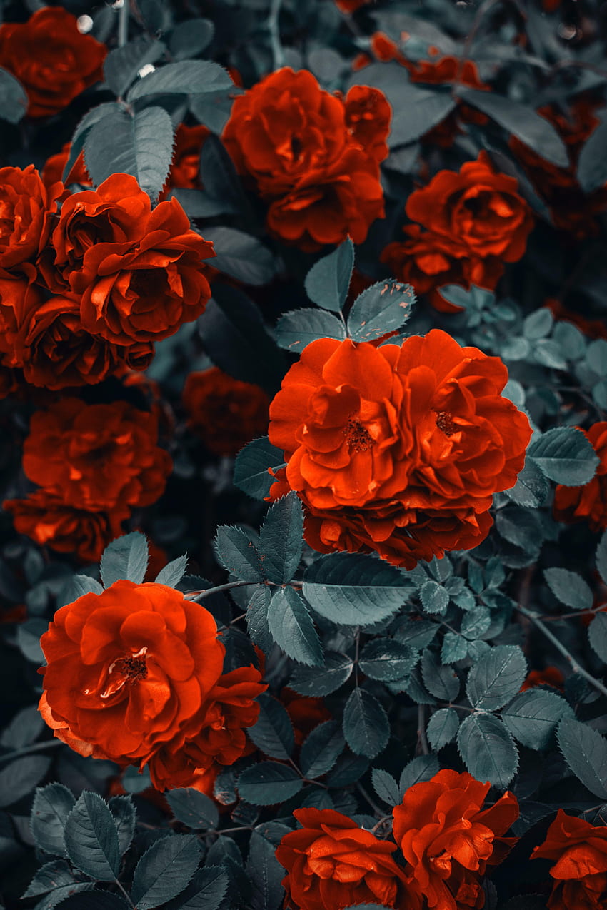 Цветя, рози, храст, пъпки HD тапет за телефон
