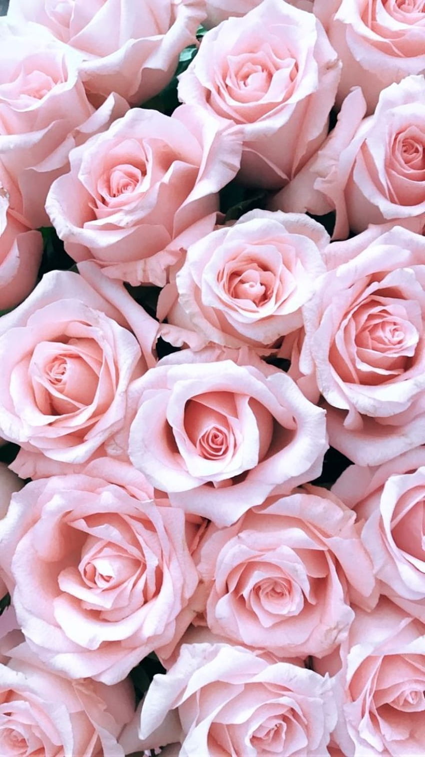 Pink Rose iPhone, Pink Roses Phone HD phone wallpaper