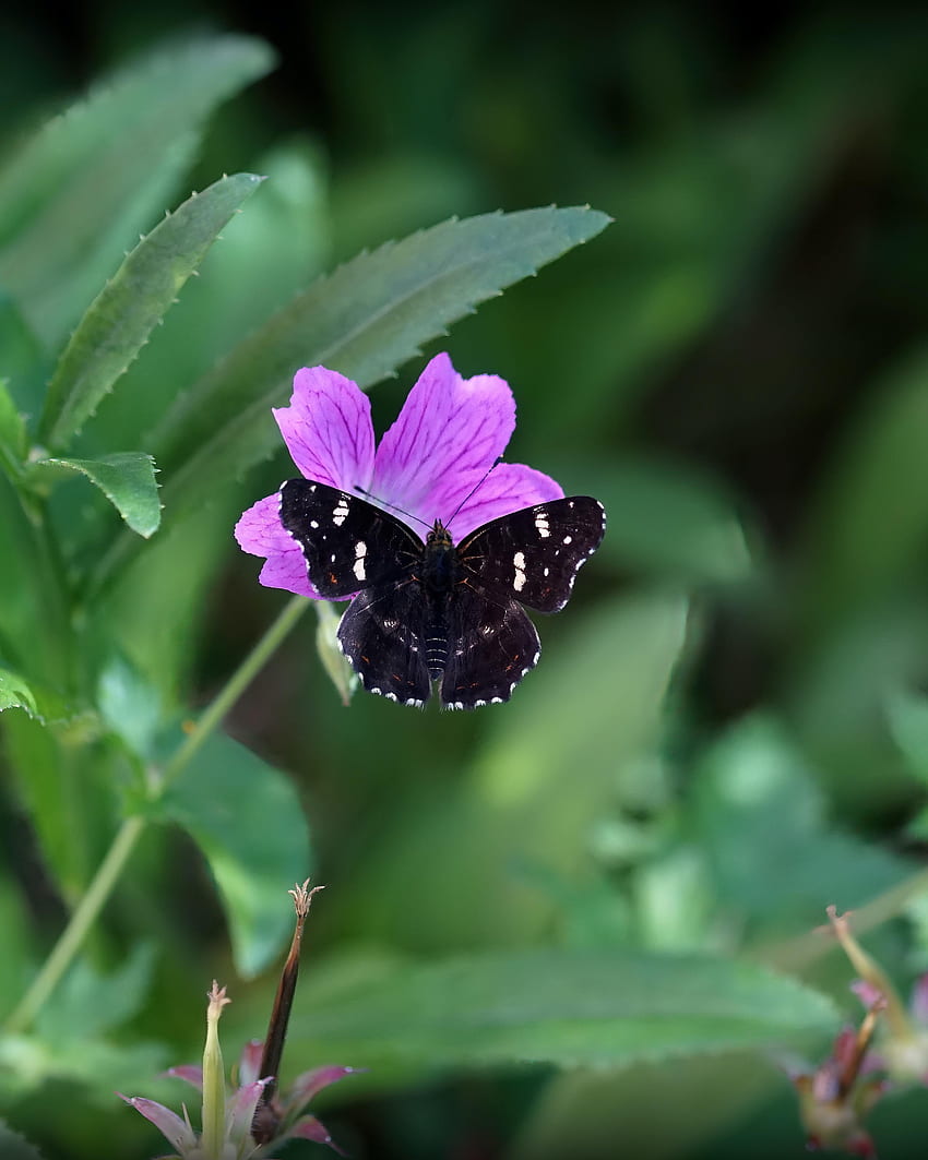 Zwierzęta, kwiaty, makro, owady, motyle, skrzydła Tapeta na telefon HD