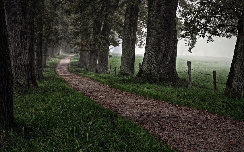 Nature, Trees, Grass, Road, Forest, Fog HD wallpaper