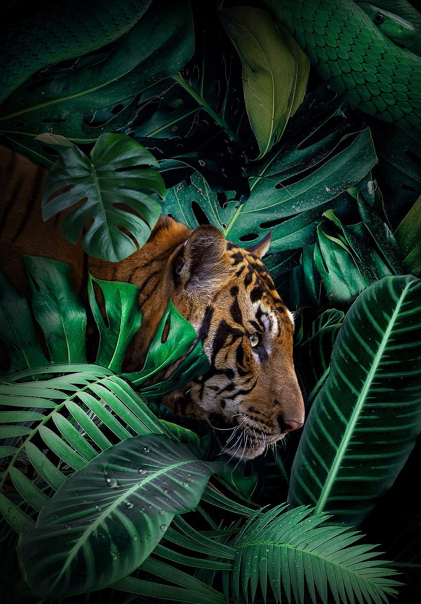 Zwierzęta, drapieżnik, duży kot, dzika przyroda, tygrys, dżungla Tapeta na telefon HD