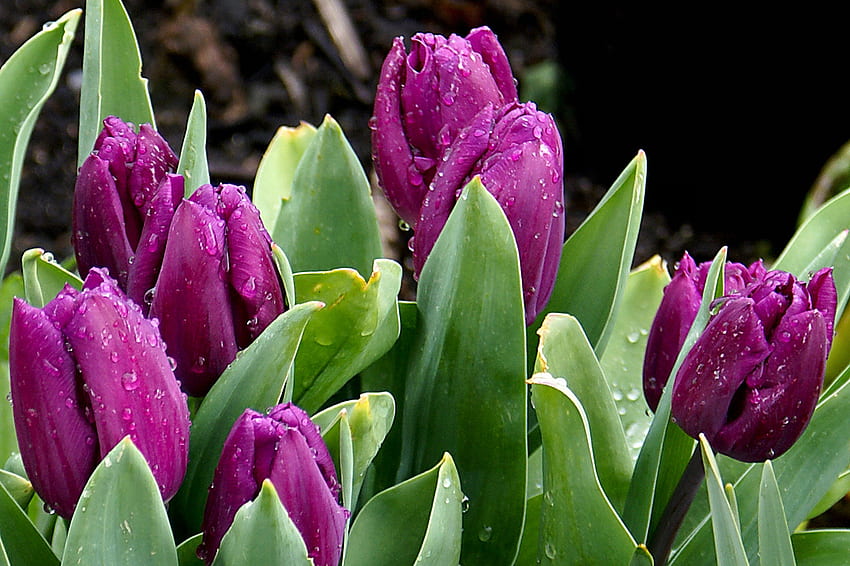 Refreshing, garden, tulips, waterdrops HD wallpaper