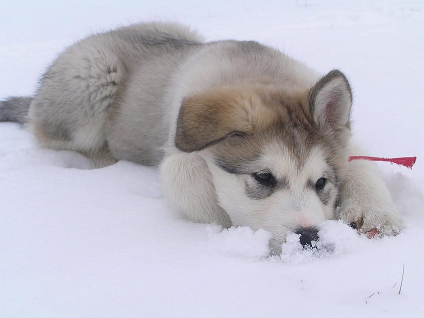 young husky pup, sweet, pup, husky, snow, cute, beauty HD wallpaper