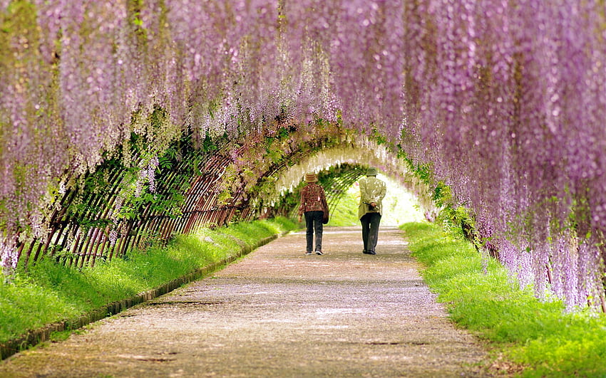 Menschen, Natur, Blüte, Blüte, Spaziergang, Garten, Frühling HD-Hintergrundbild